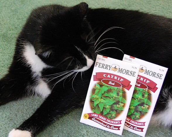 cat and catnip packet