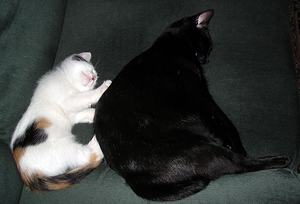 coco-inca-sleeping-kitten