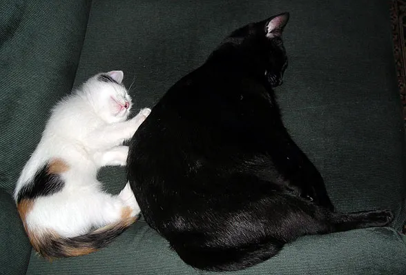 coco-inca-sleeping-kitten