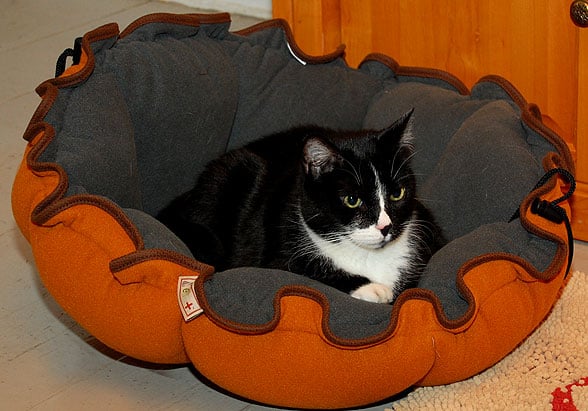 felix the former feral cat