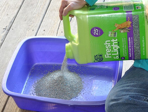 litterbox with cat litter
