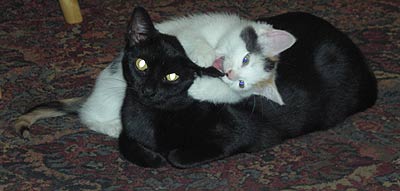 inca-coco-3