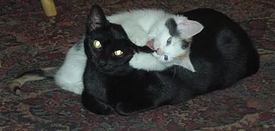 inca-coco-3
