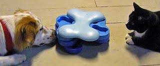 cat and dog with interactive toy