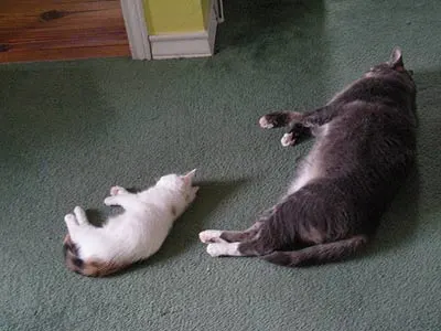 linus-coco-2