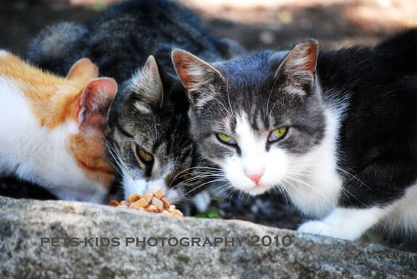 cat photography indoors and outdoors