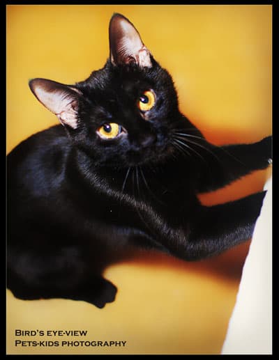 cat photography angles