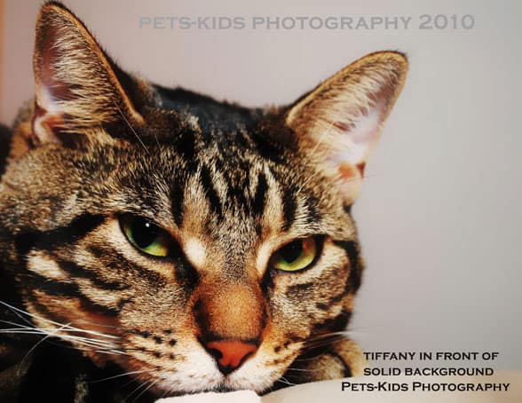 cat photography against solid background