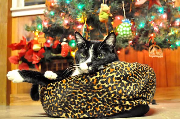 felix-xmas-tree-arm