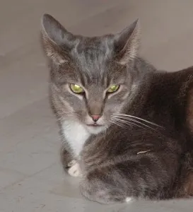 linus-closeup