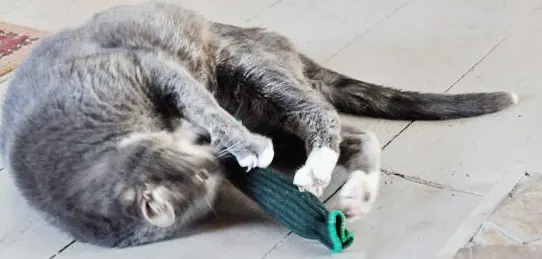 linus-tickle-2