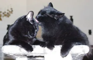 BestFriendsandBrothers