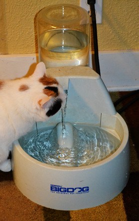 whisker stress coco-fountain