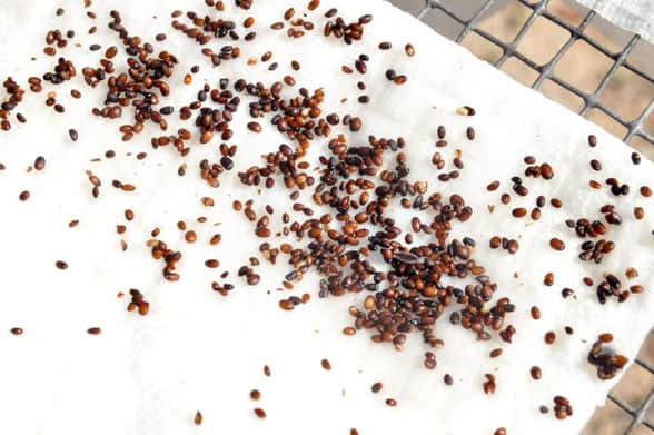 catnip seeds