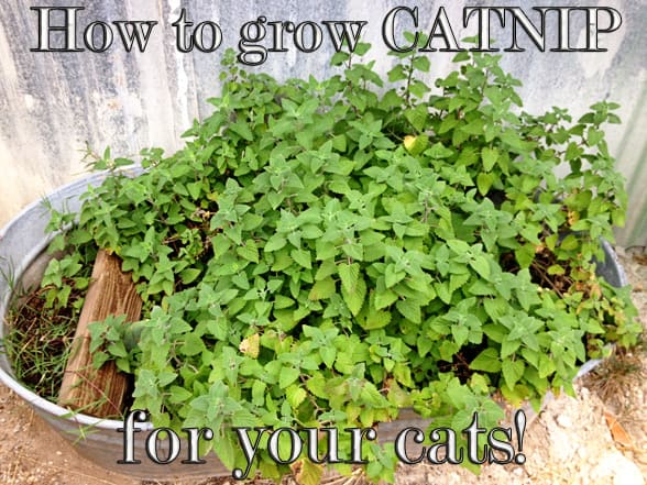 catnip garden