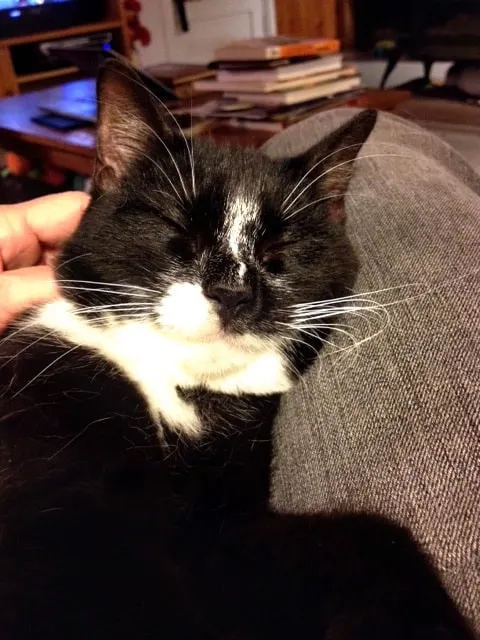 lucky-nap