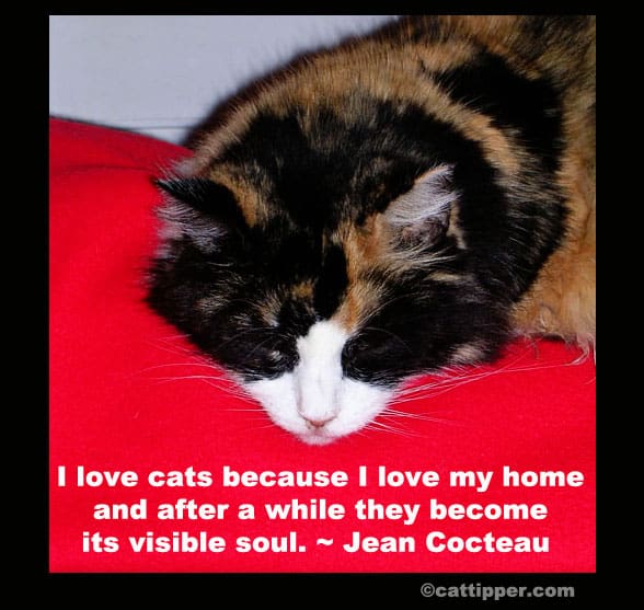 Famous Cat Quotes Cattipper