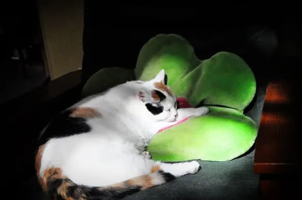 coco-nap-pillow