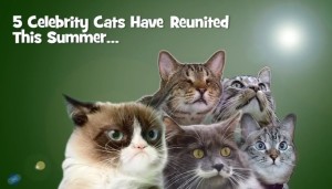 CelebrityCats