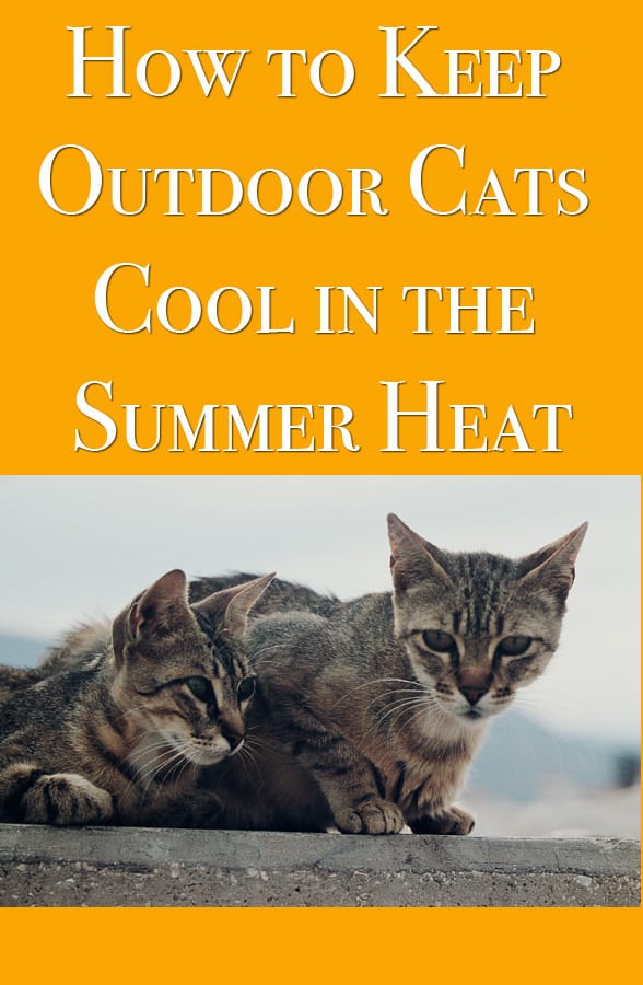 Keep Outdoor Cats Cool in the Summer Heat