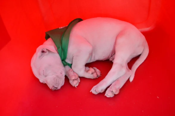 puppy-for-adoption