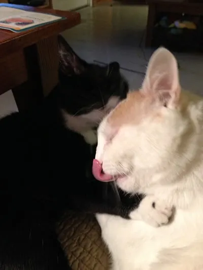 coco-lucky-grooming