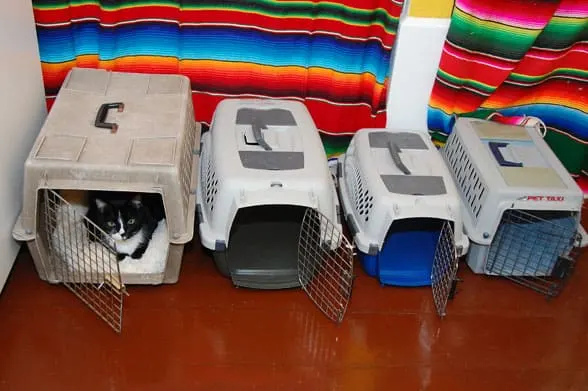 felix-cat-carriers