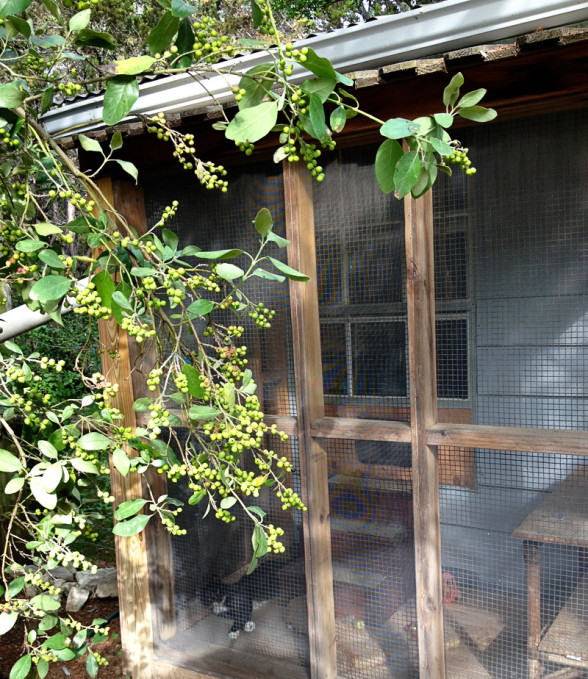 lucky-catio