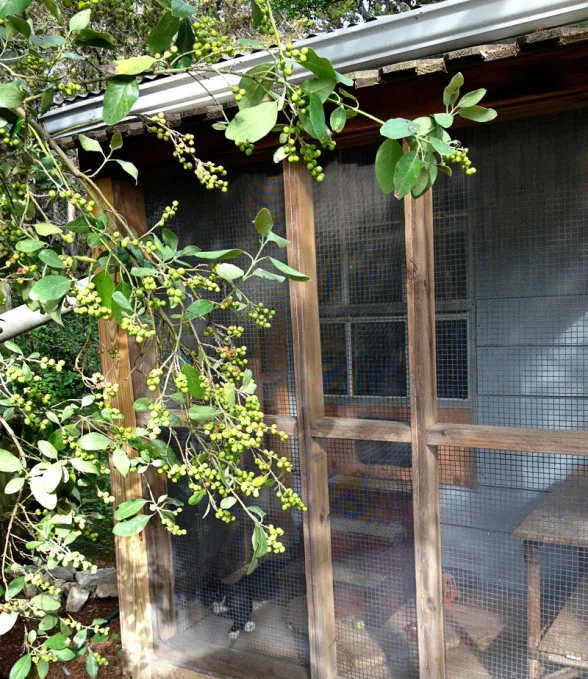 lucky-catio