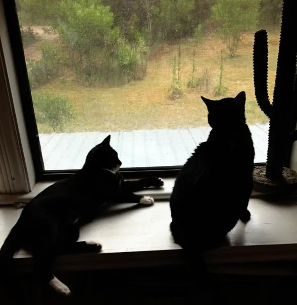 lucky-inca-window