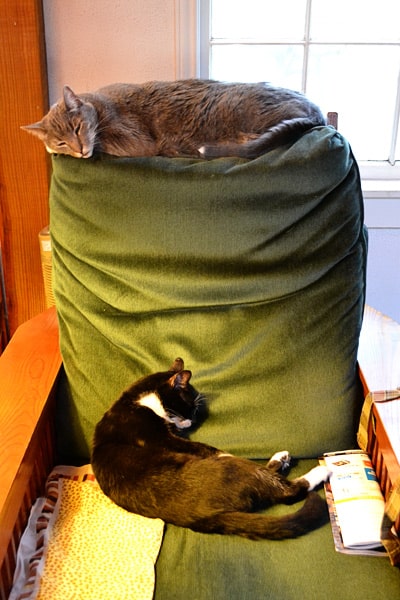 lucky-linus-napping