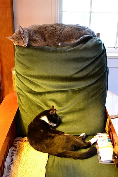 lucky-linus-napping