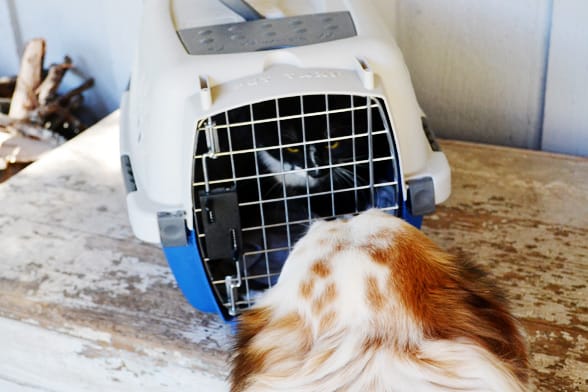 Lucky and his best buddy Tiki discuss the cat carrier.