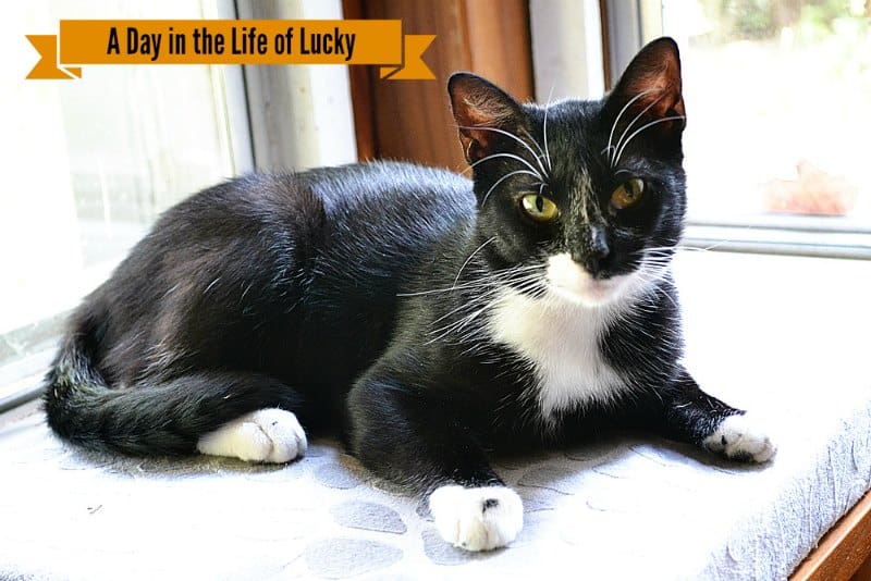 lucky-window-title