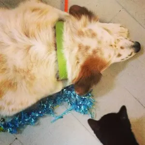 tiki-lucky-toy