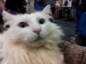 ASPCACatoftheYear_Studley2-300x225
