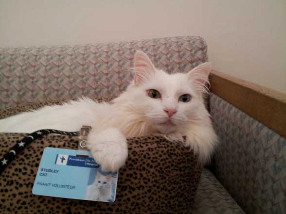 Studley-cat