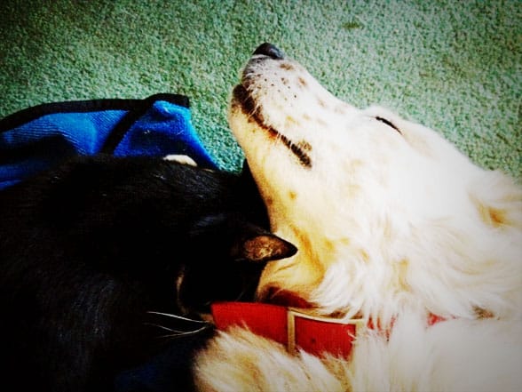 cat and dog