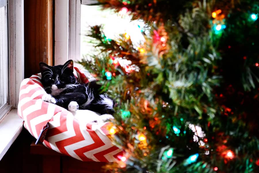 lucky-tree-bed
