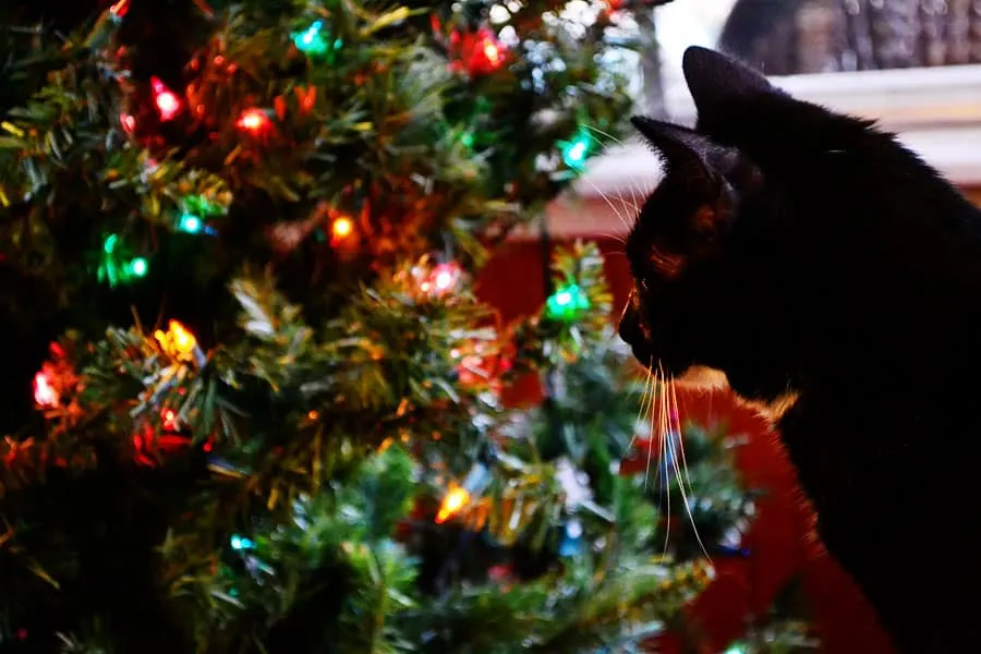 lucky-tree-horiz