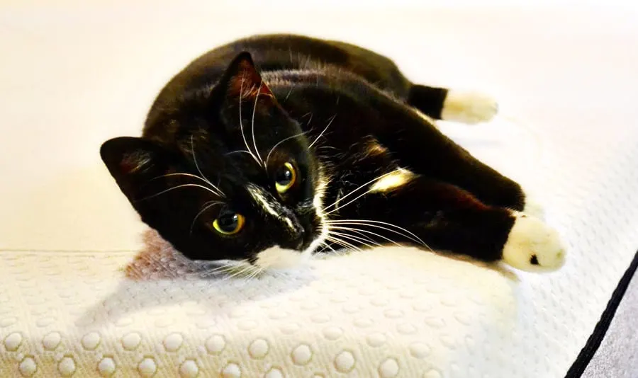 lucky-bed-closeup