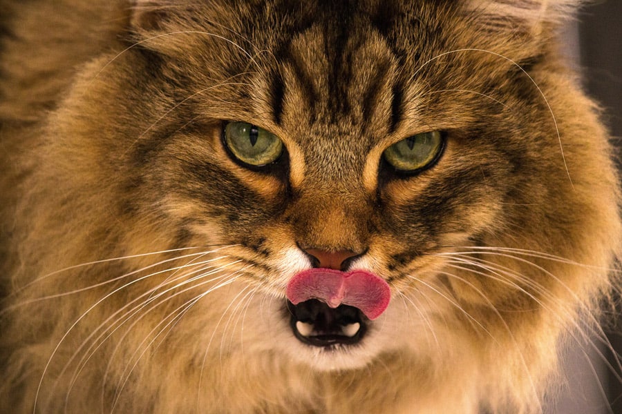 sunny-tongue-and-fang