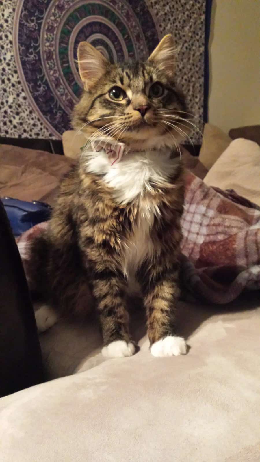 Neil Catrick Harris