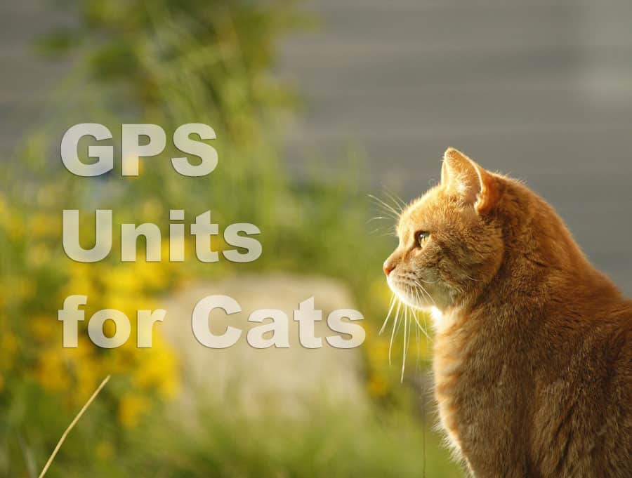 gps-cats