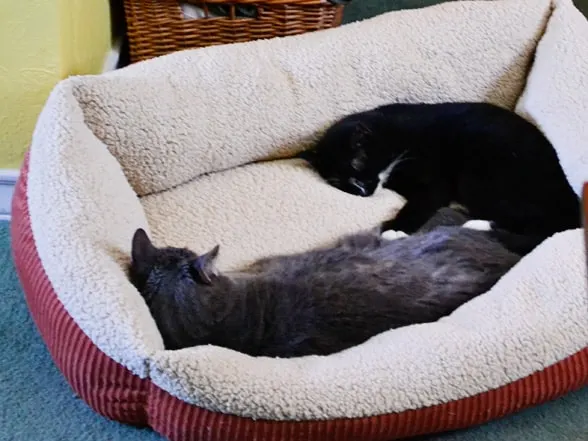 linus-lucky-petmate