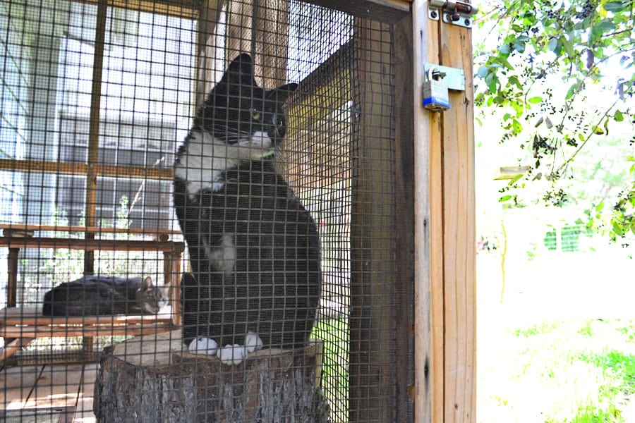 lucky-linus-catio