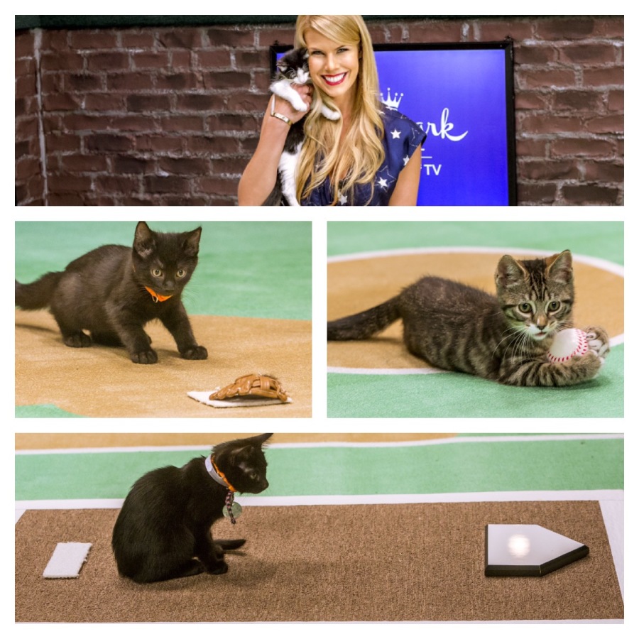 PawStarGame-2
