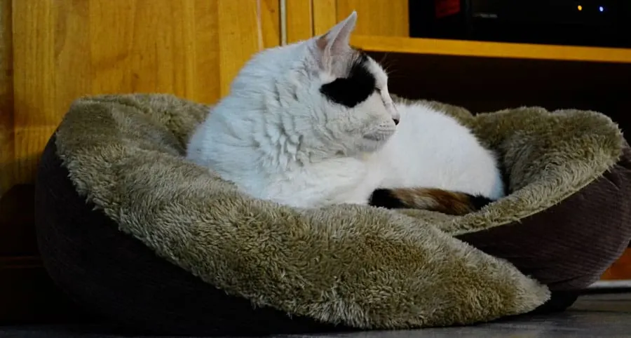 coco-bed
