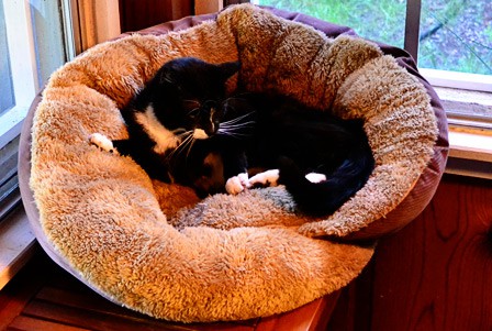 lucky-bed