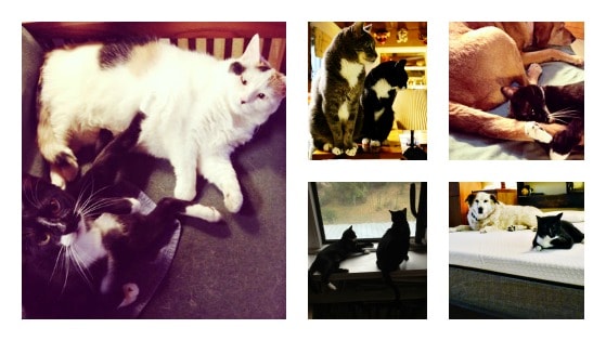 collage-lucky